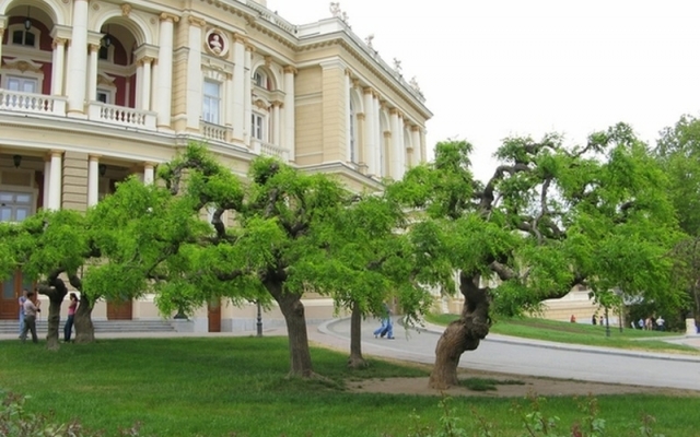 В Одессе создадут карту деревьев Фото № 0 В Одессе создадут карту деревьев Фото № 0