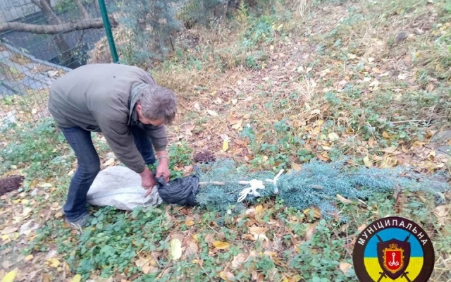 В Стамбульском парке одессит выкапывал ёлки... для продажи (ВИДЕО) Фото № 0 В Стамбульском парке одессит выкапывал ёлки... для продажи (ВИДЕО) Фото № 0