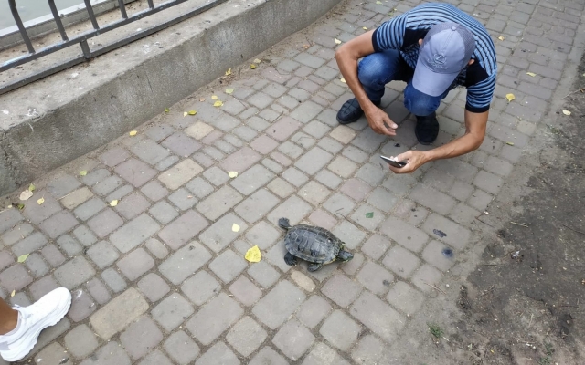 Из пруда в Парке Победы сбегают черепашки (ФОТО) Фото № 1 Из пруда в Парке Победы сбегают черепашки (ФОТО) Фото № 1