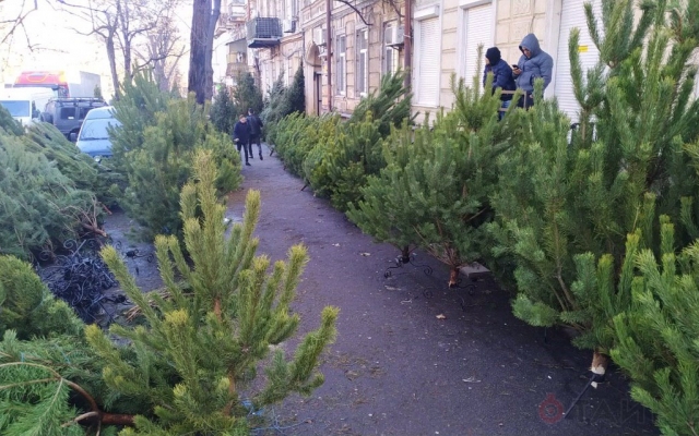 В Одессе продают нелегальные елки Фото № 0 В Одессе продают нелегальные елки Фото № 0