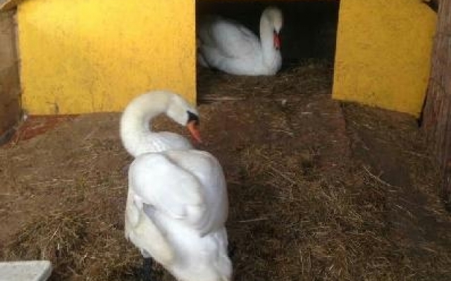 Лебеди из прудов одесского парка Победы переехали на зиму в вольеры Фото № 0 Лебеди из прудов одесского парка Победы переехали на зиму в вольеры Фото № 0
