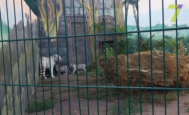 В Одесском зоопарке родились трое тигрят Фото № 1 В Одесском зоопарке родились трое тигрят Фото № 1
