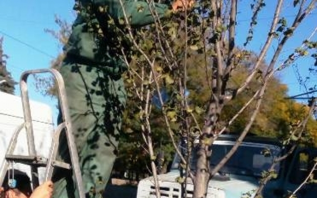 В Одессе высадят 500 деревьев Фото № 0 В Одессе высадят 500 деревьев Фото № 0