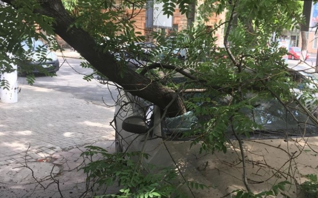 В Одессе дерево повредило лобовое стекло автомобиля (ФОТО) Фото № 0 В Одессе дерево повредило лобовое стекло автомобиля (ФОТО) Фото № 0