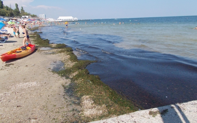 Количество водорослей на пляже Фонтана продолжает расти (ФОТО) Фото № 3 Количество водорослей на пляже Фонтана продолжает расти (ФОТО) Фото № 3