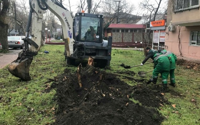 За неделю в Одессе высадили более 60-ти деревьев Фото № 1 За неделю в Одессе высадили более 60-ти деревьев Фото № 1