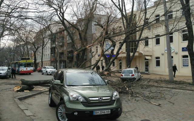 В Одессе упало дерево (ФОТО) Фото № 4 В Одессе упало дерево (ФОТО) Фото № 4