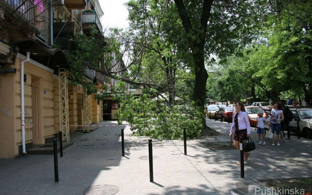 В центре Одессы рухнула огромная ветка на провода (ФОТО) Фото № 1 В центре Одессы рухнула огромная ветка на провода (ФОТО) Фото № 1