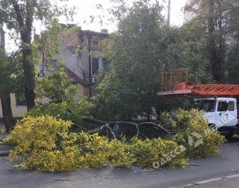 Сильный ветер повалил в Одессе пять деревьев Фото № 0 Сильный ветер повалил в Одессе пять деревьев Фото № 0