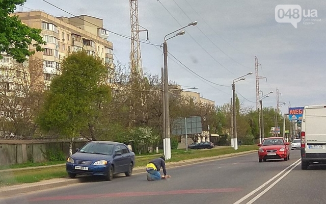 В потоке машин Одессы небезразличный водитель спасал кошку Фото № 0 В потоке машин Одессы небезразличный водитель спасал кошку Фото № 0