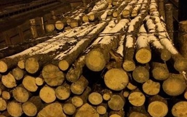 Ликвидирована схема контрабандного вывоза леса за границу Фото № 4 Ликвидирована схема контрабандного вывоза леса за границу Фото № 4