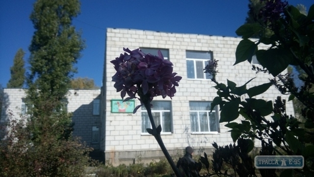 Весна или осень? в начале ноября зацвела сирень Фото № 0 Весна или осень? в начале ноября зацвела сирень Фото № 0