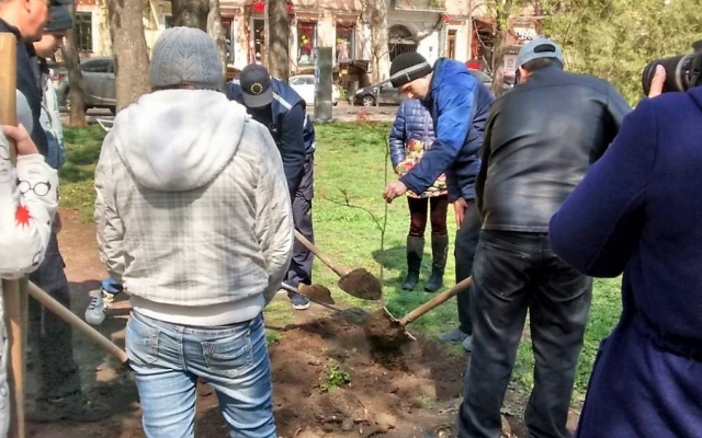 В Городском саду появилось 7 новых деревьев (ФОТО) Фото № 4 В Городском саду появилось 7 новых деревьев (ФОТО) Фото № 4