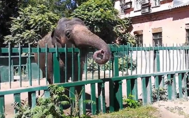 В зоопарке Одессы слониху спасали от жары (ФОТО, ВИДЕО) Фото № 0 В зоопарке Одессы слониху спасали от жары (ФОТО, ВИДЕО) Фото № 0