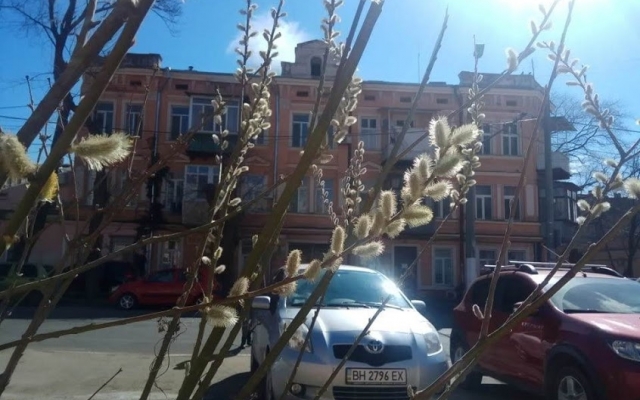 В Одессе расцвела верба (ФОТО) Фото № 1 В Одессе расцвела верба (ФОТО) Фото № 1