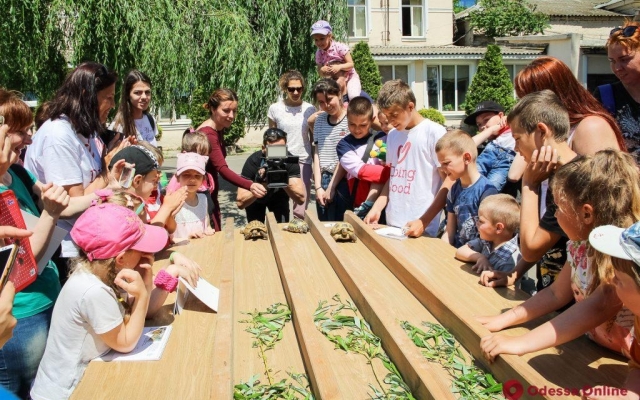 В Одесском зоопарке прошла черепашья гонка (ФОТО) Фото № 2 В Одесском зоопарке прошла черепашья гонка (ФОТО) Фото № 2
