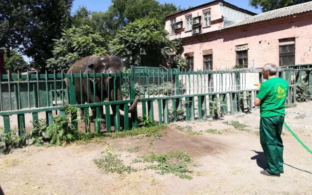 В зоопарке Одессы слониху спасали от жары (ФОТО, ВИДЕО) Фото № 2 В зоопарке Одессы слониху спасали от жары (ФОТО, ВИДЕО) Фото № 2
