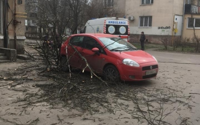 В Одессе на девушку упало дерево (ФОТО) Фото № 0 В Одессе на девушку упало дерево (ФОТО) Фото № 0