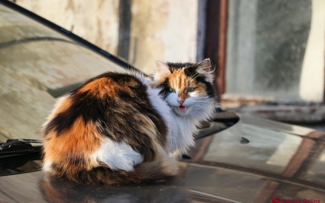 Коты и холодная осень на Молдаванке (ФОТО) Фото № 0 Коты и холодная осень на Молдаванке (ФОТО) Фото № 0