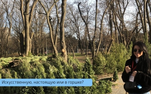 Одесситы рассказали, какую елку предпочитают ставить Фото № 0 Одесситы рассказали, какую елку предпочитают ставить Фото № 0
