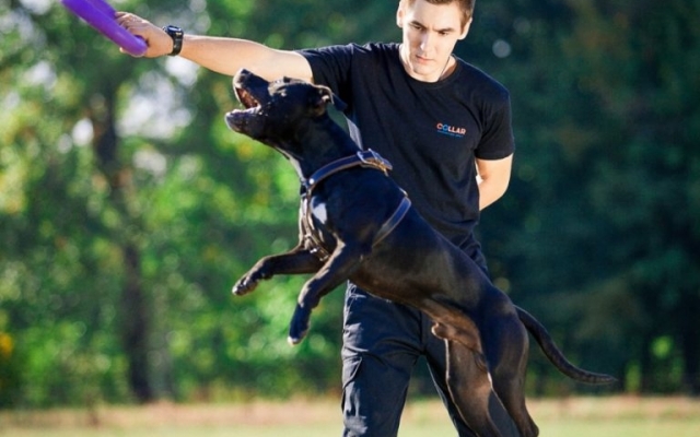 В Одессе пройдут Национальный чемпионат Dog Puller и собачий праздник Фото № 3 В Одессе пройдут Национальный чемпионат Dog Puller и собачий праздник Фото № 3