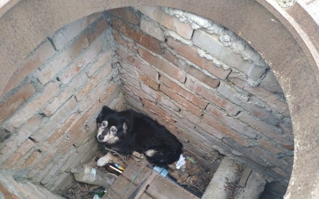 Под Одессой спасатели доставали из люка собаку (ФОТО) Фото № 1 Под Одессой спасатели доставали из люка собаку (ФОТО) Фото № 1