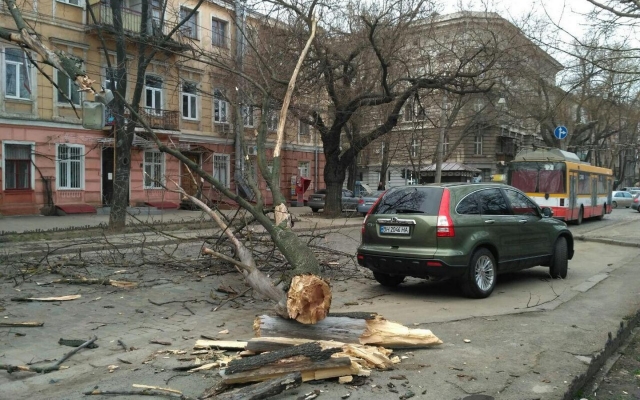 В Одессе упало дерево (ФОТО) Фото № 2 В Одессе упало дерево (ФОТО) Фото № 2