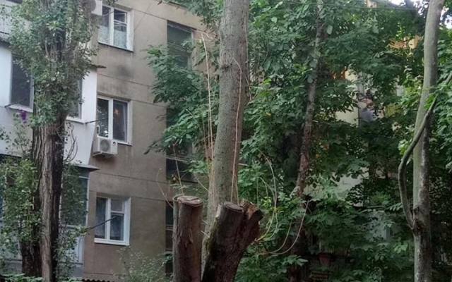 Кто испортил деревья? Фото № 0 Кто испортил деревья? Фото № 0