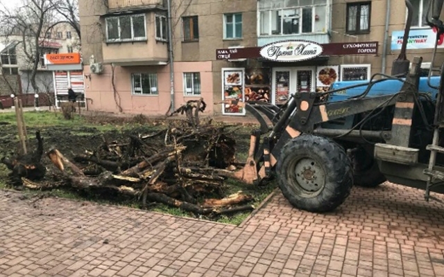 За неделю в Одессе высадили более 60-ти деревьев Фото № 3 За неделю в Одессе высадили более 60-ти деревьев Фото № 3