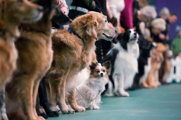В Одессе пройдут Национальный чемпионат Dog Puller и собачий праздник Фото № 2 В Одессе пройдут Национальный чемпионат Dog Puller и собачий праздник Фото № 2