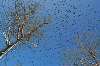 В Одессе замечены тысячи скворцов (ФОТО) Фото № 4 В Одессе замечены тысячи скворцов (ФОТО) Фото № 4