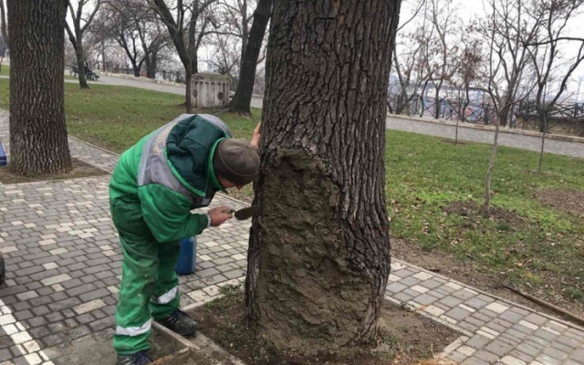 В парке Шевченко спасают 80-летнее дерево, подожженное вандалами Фото № 0 В парке Шевченко спасают 80-летнее дерево, подожженное вандалами Фото № 0