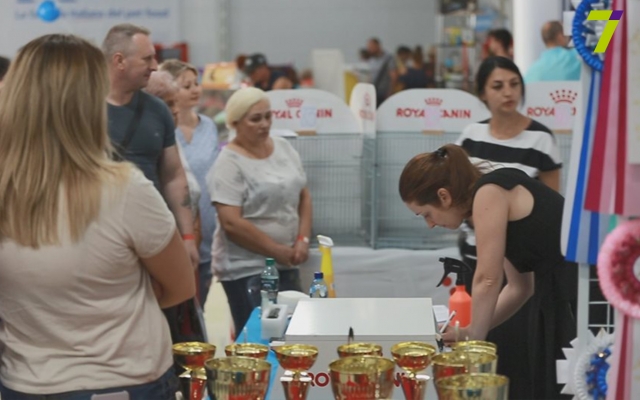 Международная выставка кошек в Одессе, не перестает удивлять (ФОТО) Фото № 7 Международная выставка кошек в Одессе, не перестает удивлять (ФОТО) Фото № 7