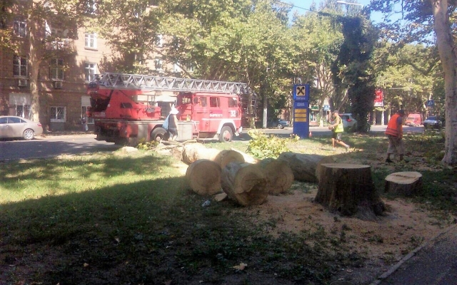 В Одессе спилили платан, который ураган сломал пять лет назад (ФОТО) Фото № 2 В Одессе спилили платан, который ураган сломал пять лет назад (ФОТО) Фото № 2