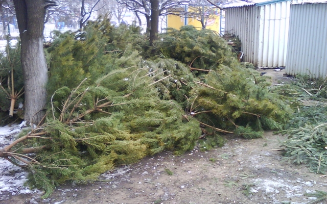 Стали известны адреса приема в Одессе использованных новогодних деревьев Фото № 0 Стали известны адреса приема в Одессе использованных новогодних деревьев Фото № 0