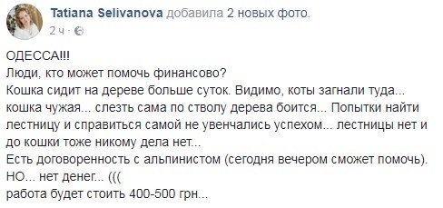 В Одессе больше суток на дереве сидит кошка (ФОТО) Фото № 0 В Одессе больше суток на дереве сидит кошка (ФОТО) Фото № 0