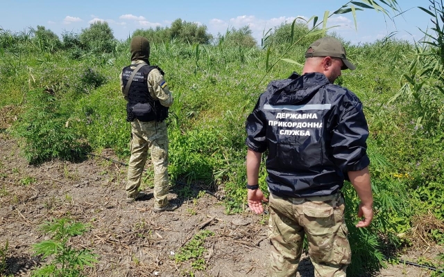 В Одесской области с помощью квадрокоптера обнаружили две наркоплантации (ФОТО, ВИДЕО) Фото № 2 В Одесской области с помощью квадрокоптера обнаружили две наркоплантации (ФОТО, ВИДЕО) Фото № 2