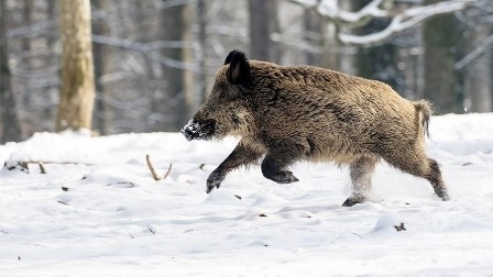 В Одесской области были замечены дикие кабаны Фото № 0 В Одесской области были замечены дикие кабаны Фото № 0