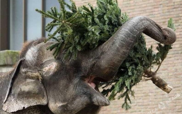 Одесский зоопарк перестал принимать новогодние ёлки Фото № 0 Одесский зоопарк перестал принимать новогодние ёлки Фото № 0