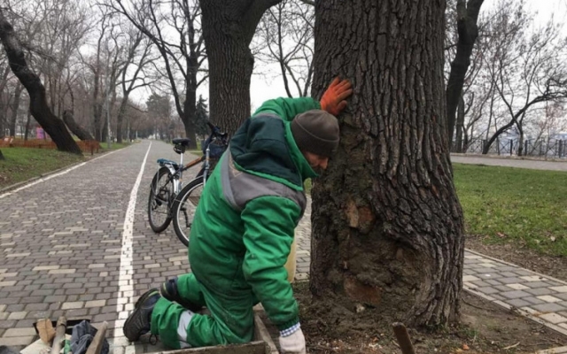 В парке Шевченко спасают 80-летнее дерево, подожженное вандалами Фото № 1 В парке Шевченко спасают 80-летнее дерево, подожженное вандалами Фото № 1