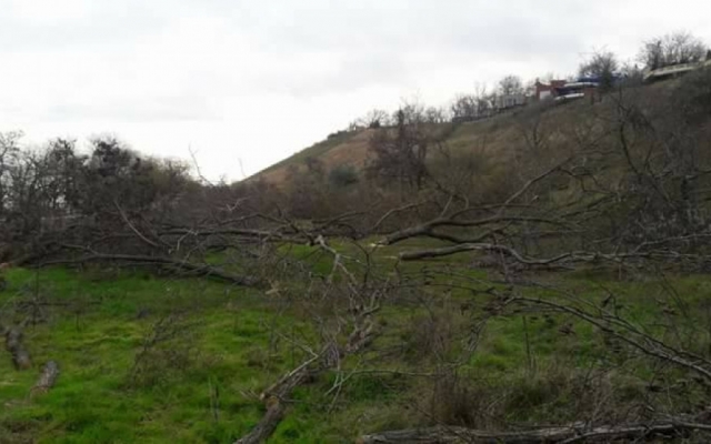 В Одессе срезали более 50 взрослых акаций (ФОТО) Фото № 0 В Одессе срезали более 50 взрослых акаций (ФОТО) Фото № 0