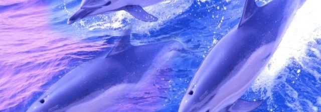 В Одесском дельфинарии пополнение Фото № 0 В Одесском дельфинарии пополнение Фото № 0