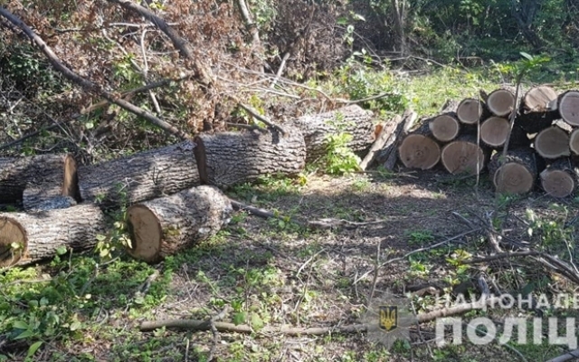В Одесской области задержаны лесорубы-преступники Фото № 0 В Одесской области задержаны лесорубы-преступники Фото № 0