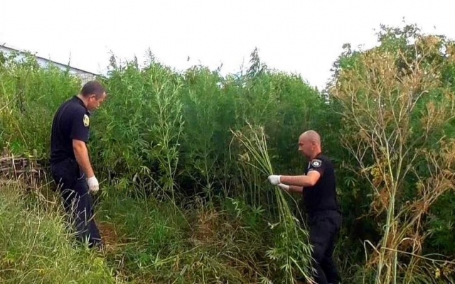 У жителя Одесской области обнаружили 13 кг запрещённых веществ Фото № 1 У жителя Одесской области обнаружили 13 кг запрещённых веществ Фото № 1