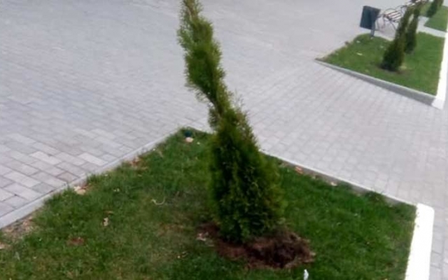 В центре Килии вандалы поиздевались над недавно высаженными кустами Фото № 0 В центре Килии вандалы поиздевались над недавно высаженными кустами Фото № 0