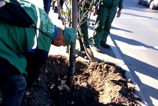 В Одессе высадят 500 деревьев Фото № 4 В Одессе высадят 500 деревьев Фото № 4