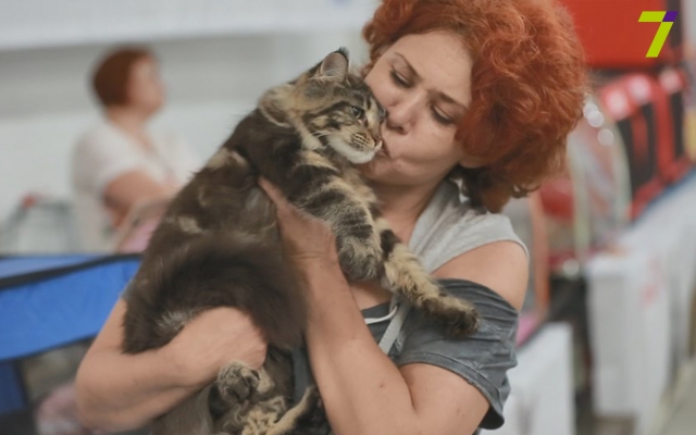 Международная выставка кошек в Одессе, не перестает удивлять (ФОТО) Фото № 3 Международная выставка кошек в Одессе, не перестает удивлять (ФОТО) Фото № 3