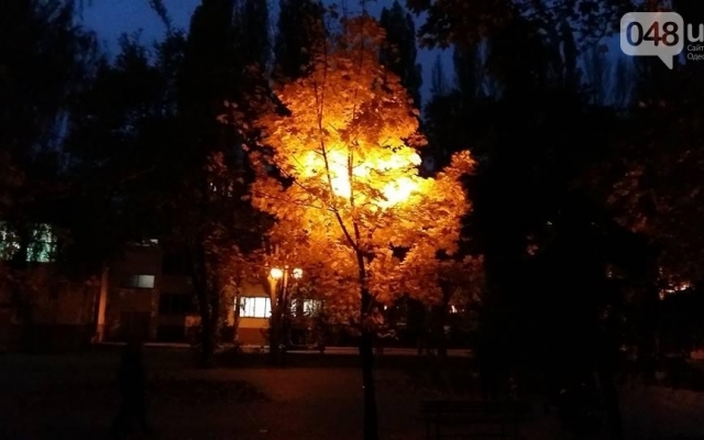 В Одессе появилось светящееся дерево Фото № 1 В Одессе появилось светящееся дерево Фото № 1
