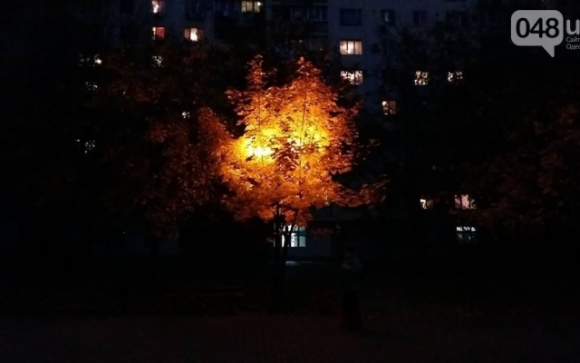 В Одессе появилось светящееся дерево Фото № 0 В Одессе появилось светящееся дерево Фото № 0