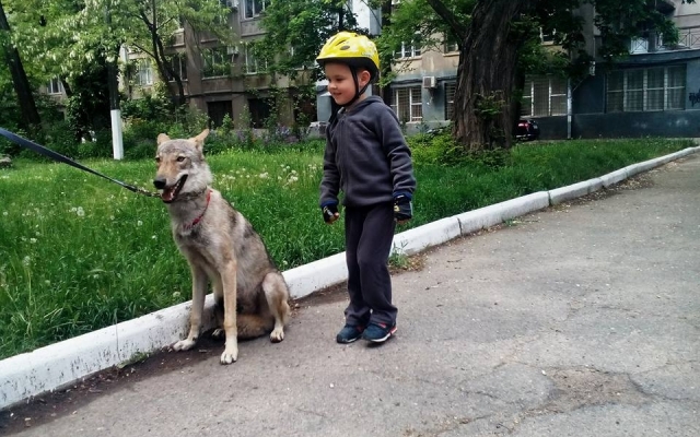 В Одессе волка выгуливают на поводке (ФОТО) Фото № 1 В Одессе волка выгуливают на поводке (ФОТО) Фото № 1